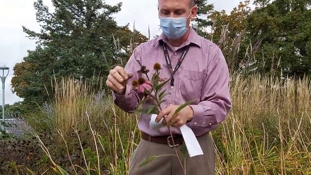Asteraceae - Echinacea purpurea 'Magnus' смотреть онлайн