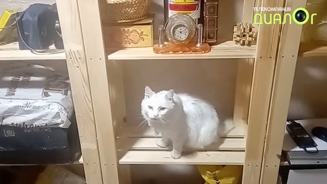 Кот Мурлыка на стеллажах (Из жизни кошек) смотреть онлайн
