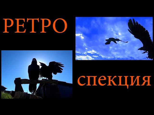 Вопрос один - каков ответ? Ретроспективный выпуск. смотреть онлайн