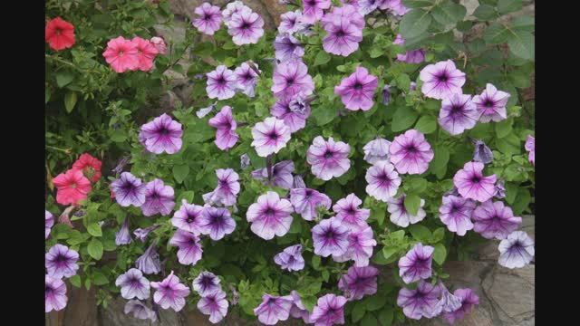 Лучший способ посева петуний. Всегда прорастают быстро и не болеют. смотреть онлайн