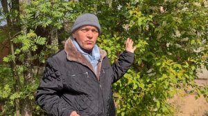 ОПАСНА ЛИ ЧЕРЁМУХА?