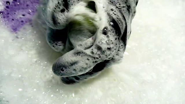 Lathering NEW Pine Soap NEFIS | Новинка от NEFIS Чистые традиции Хвойное смотреть онлайн