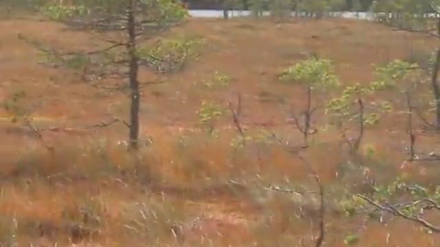 Ручная утка.mp4 смотреть онлайн