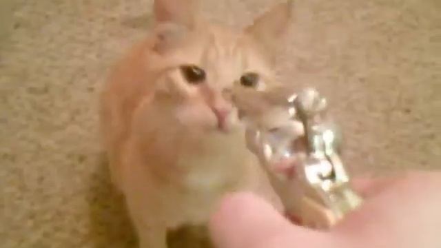 Shootin' Cats смотреть онлайн