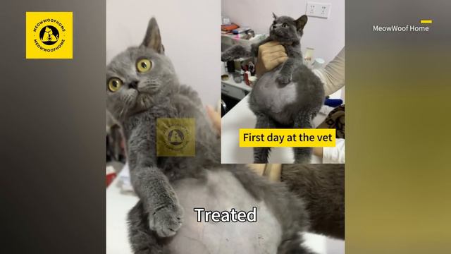 British Shorthair Cat Abandoned Due to Big Belly, But It's Not Pregnant смотреть онлайн