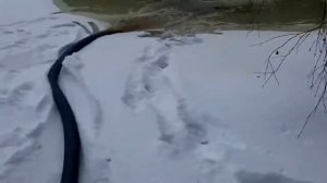 Эжектор  нижний "Дипсис-3"    ...11.2016