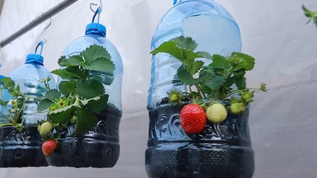 The experience of growing strawberries at home with plastic bottles is great смотреть онлайн