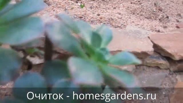 Оформляем растение: очиток с декоративными камушками смотреть онлайн