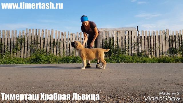 ЛЕЙЛА (Тимерташ Храбрая Львица) 3 месяца смотреть онлайн