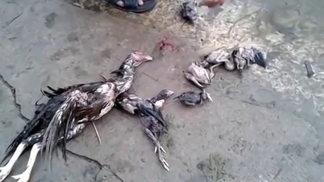 Кровавый Киндер сюрприз. Жесть. Что ест удав? Смотри смотреть онлайн