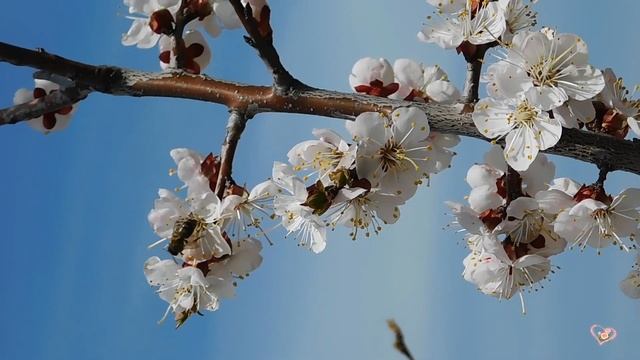 МЕНЯЮ ЗИМУ НА ВЕСНУ ~✿~... Легкая приятная музыка... смотреть онлайн