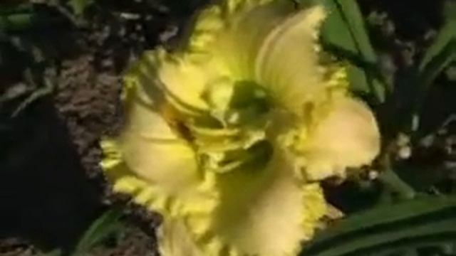 GREEN MYSTIQUE смотреть онлайн