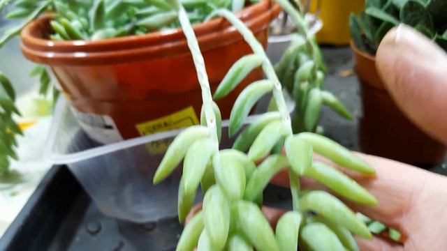 Очиток Моргана, мое первое знакомство!