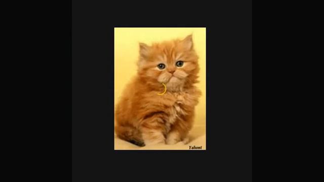 Рыжие котята смотреть онлайн