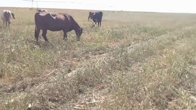 мы уже в кукурузе смотреть онлайн