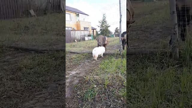 Чау чау смотреть онлайн