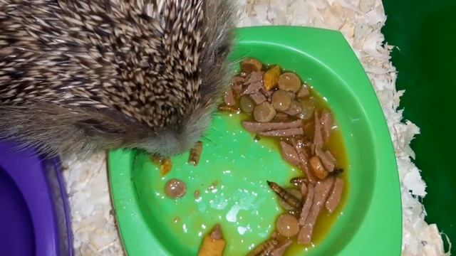 Спасли ёжика. Пушистик.