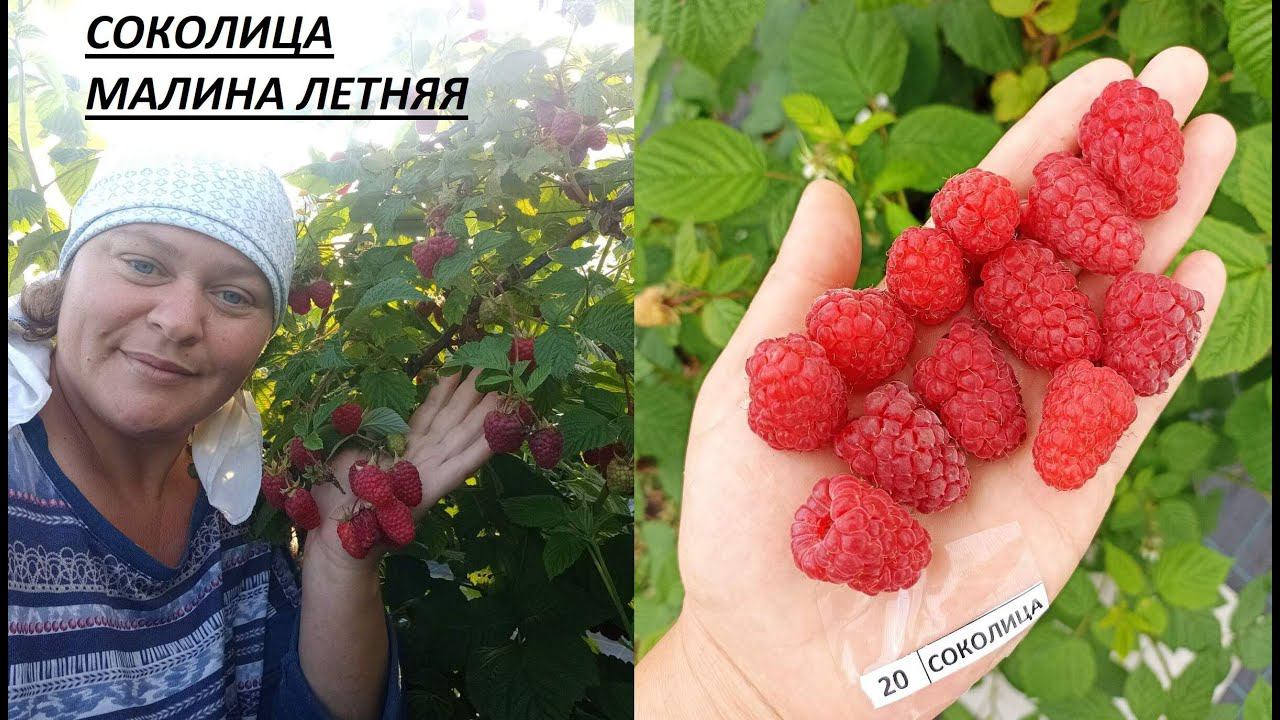 СОКОЛИЦА среднеспелый сорт малины смотреть онлайн