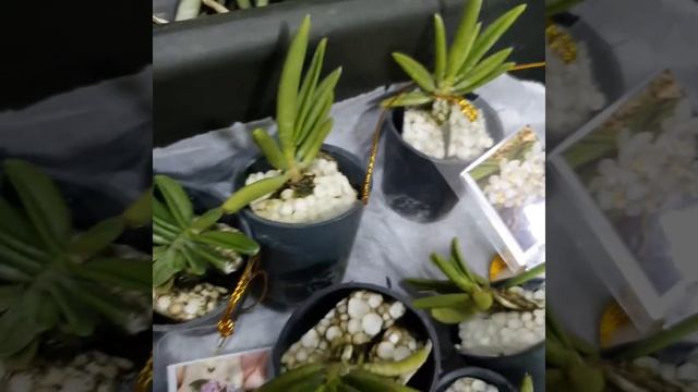 Schoenorchis scolopendria и другие мини орхидеи. смотреть онлайн