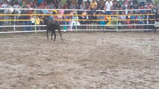 La casa de toros 🦬🦬para Arosemena Tola👏👏 смотреть онлайн