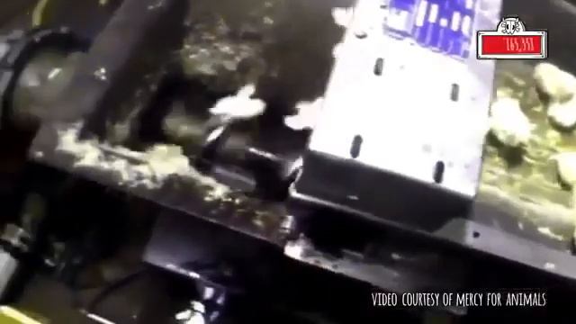 Скрытые причины употребления мяса смотреть онлайн