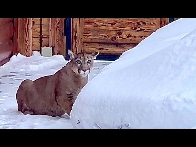Пуму Месси подменили? Толстый Месси охотится на гепарда Герду из засады! смотреть онлайн