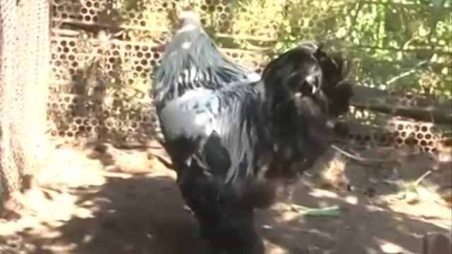 Павловские куры и куры других пород Сергея Дмитриева Обзорное видео и ответы на вопросы смотреть онлайн