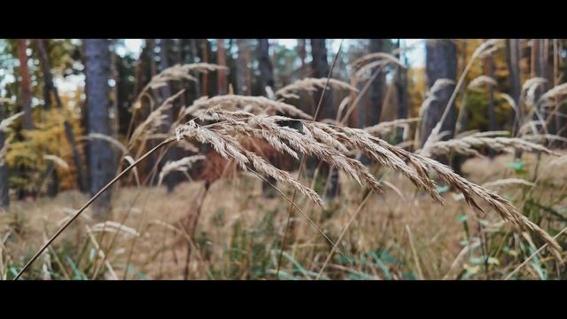 Dji Osmo Pocket 3 Cinematic Forest Video 4K (best Vlogging Camera)