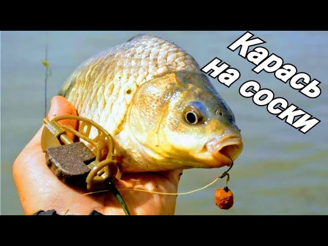 Рыбалка на соски,обзор нового ножа-