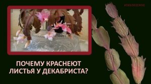 Почему краснеют листья у декабриста? Что делать?