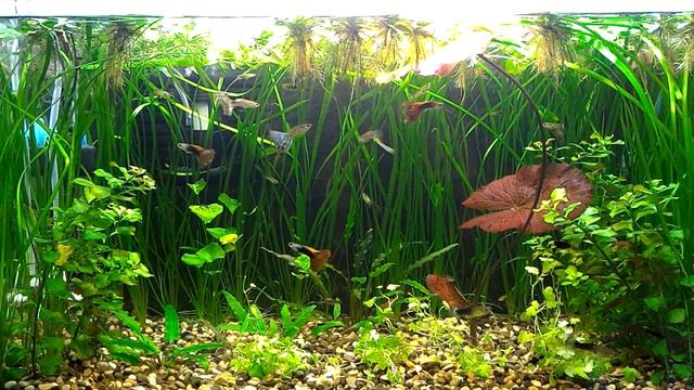 Нимфея красная (Nymphaea lotus Red) смотреть онлайн