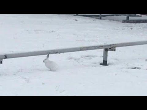 Заяц нефтяник #Shorts смотреть онлайн