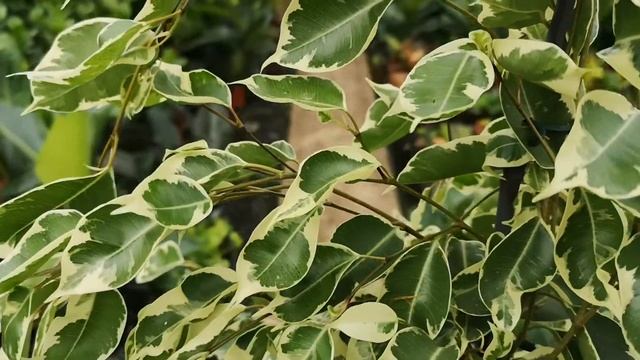 Ficus Twilight Variegata 100cm | Live from the Nursery Series смотреть онлайн
