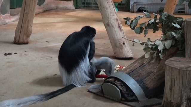 восточный колобус смотреть онлайн