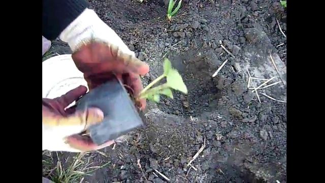 Посадка клубники (земляники) сорт Гигантелла Максим смотреть онлайн
