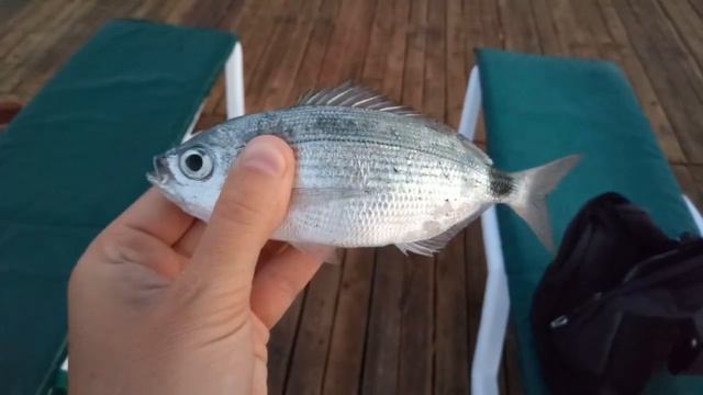 Рыбалка в Турции Морская рыбалка в Аланье Меланур и мырмыр Антлантический землерой Облада видео смотреть онлайн