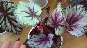 Комнатные растения.Обзор сортовых декоративно-лиственных бегоний. Названия сортов.