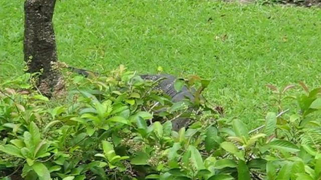 Варан около канала в Бангкоке смотреть онлайн