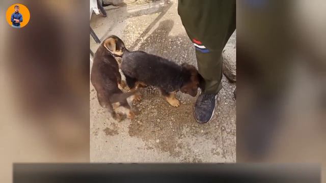 Free Dogs | Cheapest Dog market in India | Labrador, husky, pitbull, German Shepherd, beagle free. смотреть онлайн