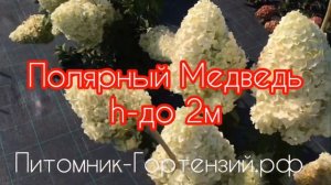 Гортензия метельчатая Полярный Медведь “Polar Bear”