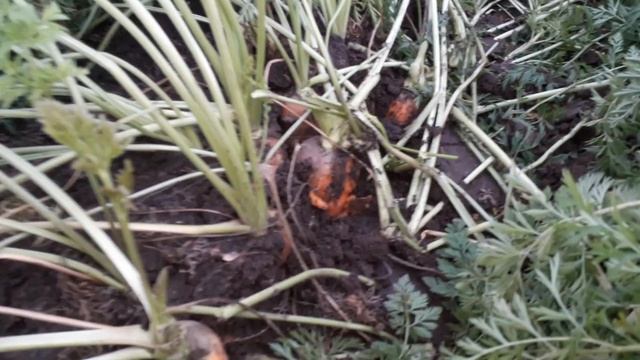 Уборка моркови 2020 смотреть онлайн