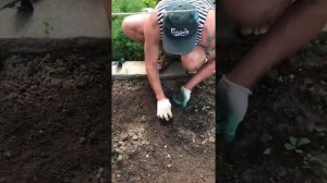 Как быстро прополоть грядку от сорняков