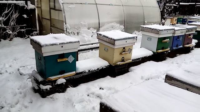 Как будут зимовать пчелы смотреть онлайн