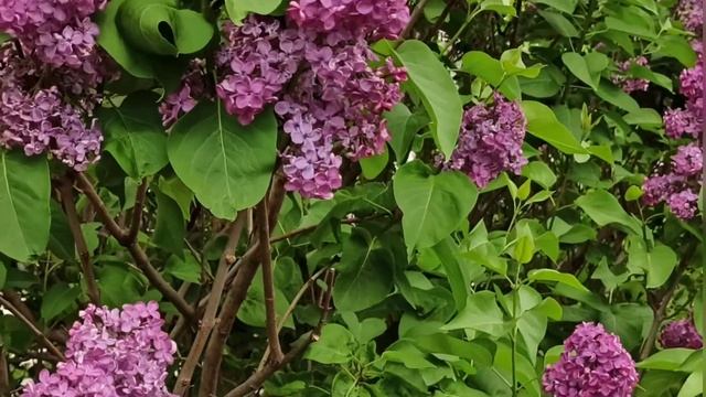 Сиреневый сад. Часть вторая смотреть онлайн