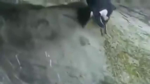 Пингвины бегают и прыгают. Нелегкая жизнь пингвинов смотреть онлайн