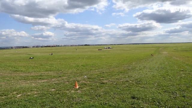 Тайский риджбек. NIGHT KEEPISH SHERYAN (К) - ELFGRACE SARMAT-HAN NARDAY (Б). ЧРКФ Суханово 2019. смотреть онлайн