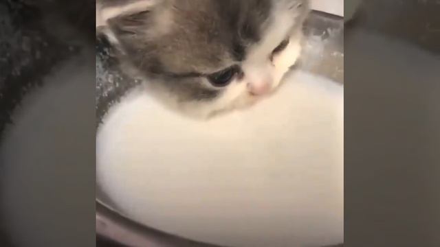 Ом ном ном смотреть онлайн