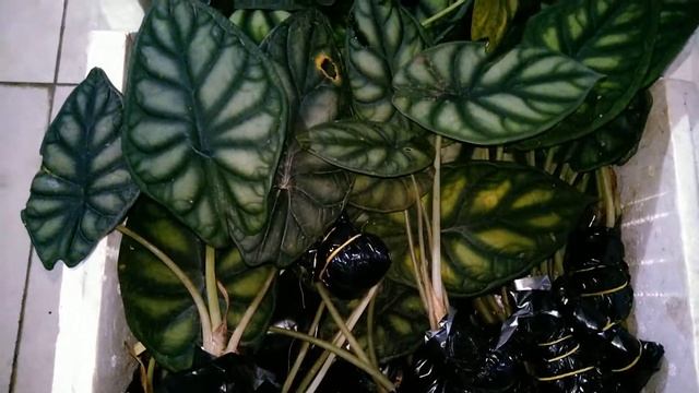 Alocasia Dragon Scale And Silver Dragon | Alocasia Sp