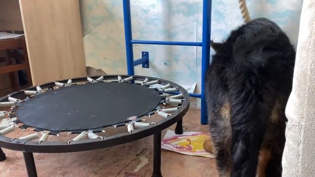 Как выросла моя немецкая овчарка Локки 3,5 месяца смотреть онлайн