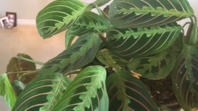 Plant Tour Summer 2019 - Part 1 смотреть онлайн